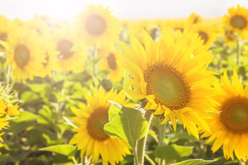 Field of flowering sunflowers. Concept of agriculture, harvesting of seed crops