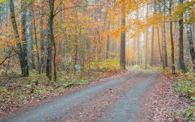Fototapeta na wymiar Beautiful autumn forest with vibrant colourful leaves
