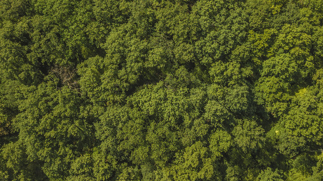 Vista aerea di una foresta fitta di alberi nella foresta amazzonica. C'è una bella giornata di sole ma al di sotto delle chiome degli alberi è buio. 