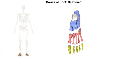 Bones of Foot_Dorsal view