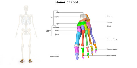Bones of Foot_Dorsal view