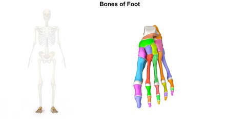Bones of Foot_Dorsal view