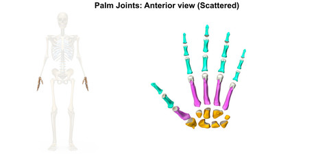 Left hand_Anterior(palmar) view scattered