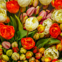 Fototapeta premium Beautiful flowers background.