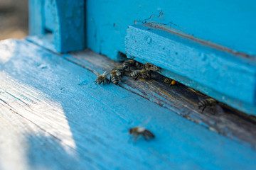 Close-up of the front of a beehive. Concept beekeeping. Shallow depth of focus. Copy space.