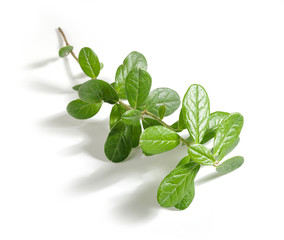 Branch of cowberry