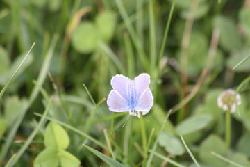 papillon violet