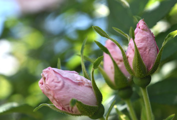 rosenknospe