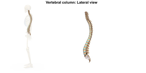 Vertebral Column_Lateral view