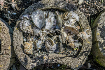 Decorative shells used in landscaping placed inside a cement container in the garden viewed from above with conchs and bivalves