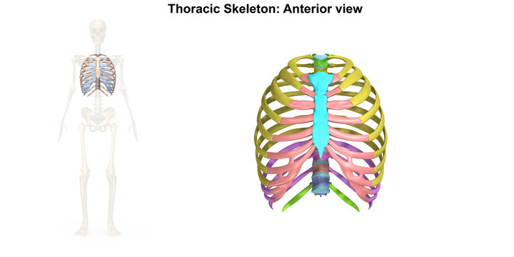 Thoracic Skeleton Anterior view