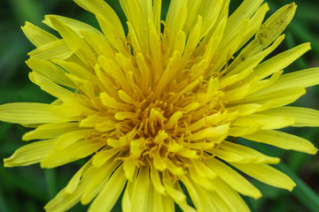 Taraxacum officinale