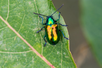 Dogbane Beetle