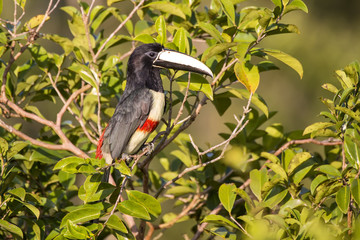 Black-necked Aracari