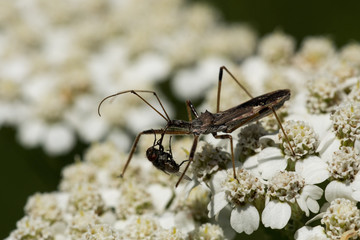 Four-spurred Assassin Bug
