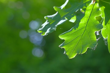 Beautiful oak leaves on a blurry background.