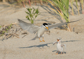 Least Tern with chick - 166709340