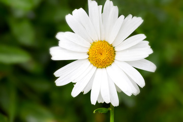 Fototapeta premium Large white daisy flower close-up on a green background. Desktop Wallpapers