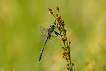 Hine's Emerald Dargonfly