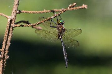 Hine's Emerald Dargonfly