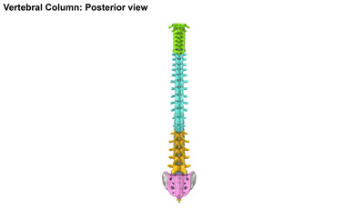 Vertebral Column_Posterior view