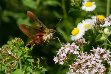 Hummingbird Clearwing Moth