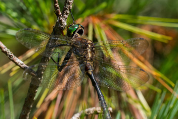 Hine's Emerald Dargonfly