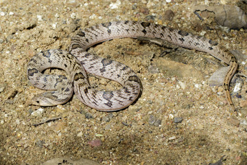 Image of banded kukri snake(Oligodon fasciolatus) on the ground. Reptile Animal