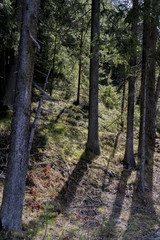 Sunny clearing in a dense pine forest with the tree trunks backlit by the sun casting long shadows in a nature background or natural resource concept