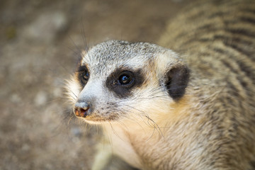 Image of meerkat or suricate on nature background. Wild Animals.