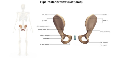 Hip_Scatter_Posterior view