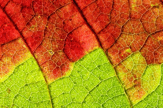Backlit grapevine leaf slowly turning red in fall