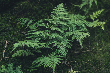 Grüner Farn im Wald
