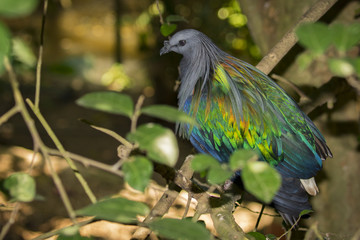 Image of nicobar pigeon on nature background. Bird,  Animals.