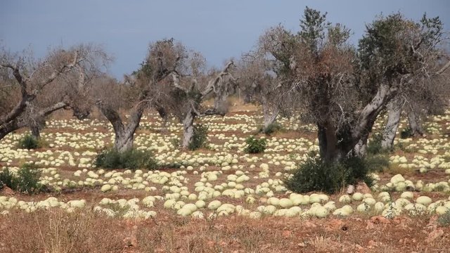 Citrullus lanatus Watermelon بطيخ أحمر field Mel&oacute;n de agua Video Vesimeloni Wassermelone Campo Vandmelon s&iacute;ndria Lubenica Angurie sand&iacute;a cocomeri Puglia Agriculture patilla Past&egrave;que Agricoltura 