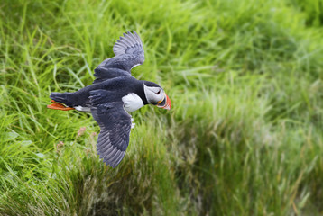 Atlantic Puffin - Fratercula arctica, Shetlands, United Kingdome