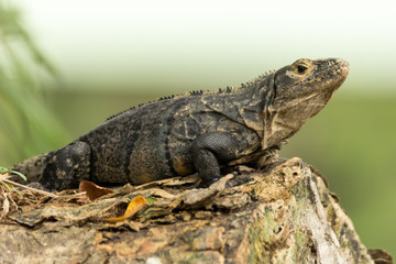 Iguana