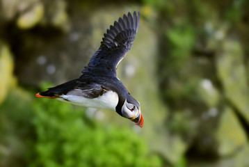 Atlantic Puffin - Fratercula arctica, Shetlands, United Kingdome