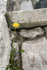 Bright yellow dandelion growing in the cracks amongst rocks in the garden outdoors on a sunny day
