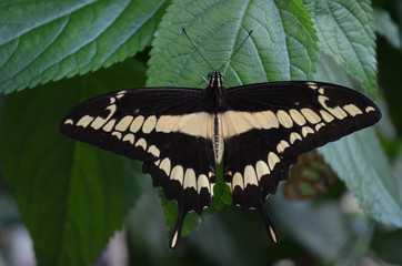 Edelfalter