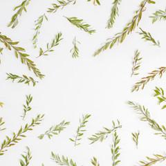 Fototapeta na wymiar Frame with branches, leaves and petals isolated on white background. Flat lay, top view. Arradgement of gray grefsheim (spiraea cinerea) plant.