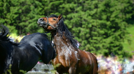 defense, heavy black horse rejecting a brown horse