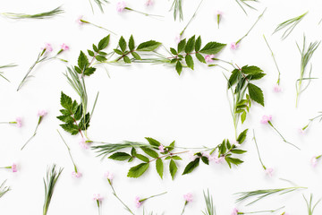Flowers composition. Frame made of pink carnation flowers and needle-shaped and big astilba green leaves on white background. Flat lay, top view.