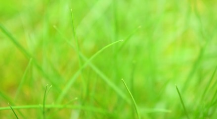 Beautiful green grass on a blurry background.