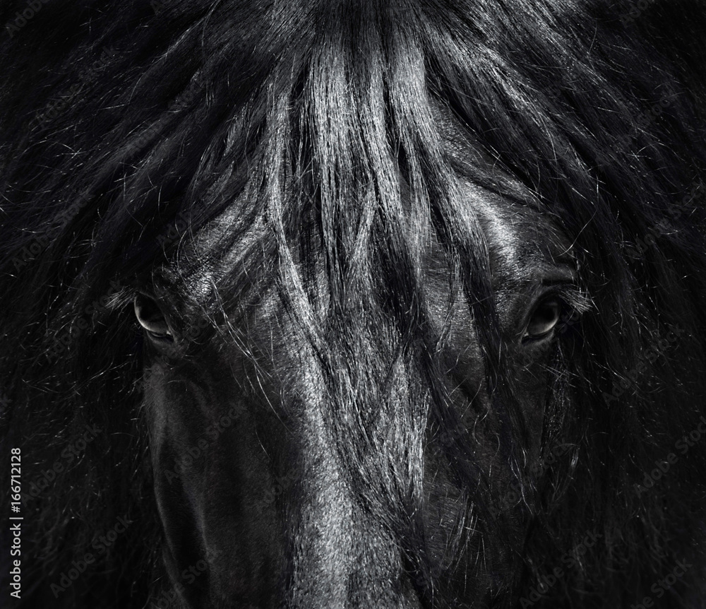 Canvas Prints Portrait close up Spanish purebred horse with long mane. Black-and-White photo.