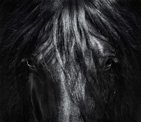 Portreta zamknięty Hiszpański purebred koń z długą grzywą. Czarno-białe zdjęcie. - 166712128
