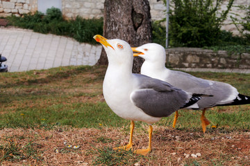Fototapeta premium Couple of seagulls. Seagull couple. White birds seagulls standing on the grass and rest with a beautiful natural environment in the background. Seagulls close shot and posing of the camera.