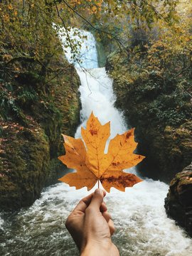 waterfalls and a leaf
