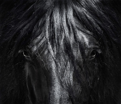Portrait close up Spanish purebred horse with long mane. Black-and-White photo.