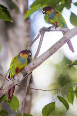 Blue-throated Parakeet